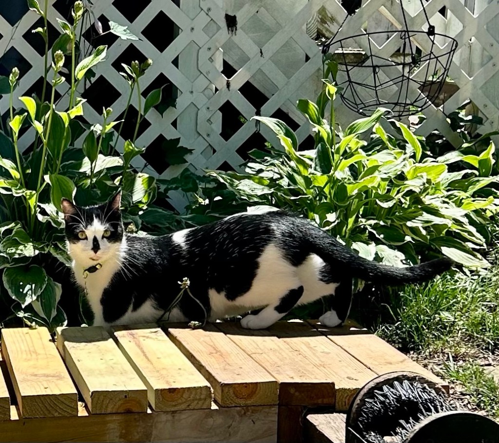 The same cat takes a stroll outside, past a stand of large hostas.