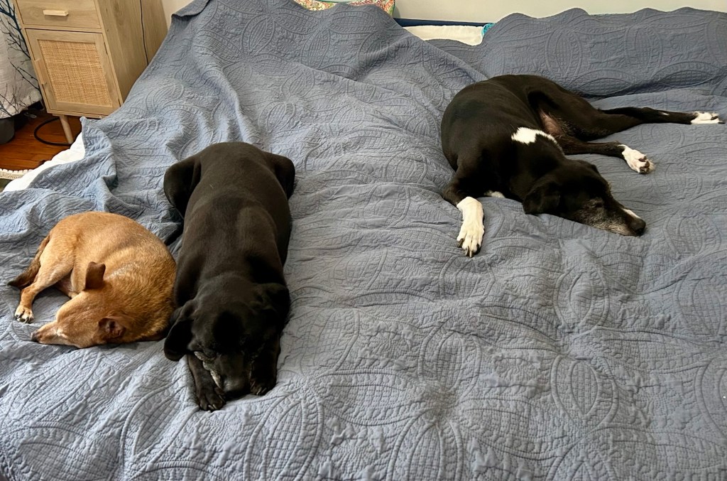 Two large black dogs with white markings and a little yellow dog sleep all spread out on a king size bed.