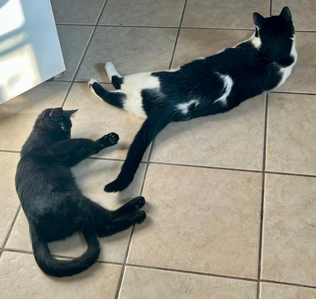A young black cat lounges behind a big tuxedo cat on a kitchen floor.  The younger cat reaches his front paws out to the tuxedo cat’s tail.