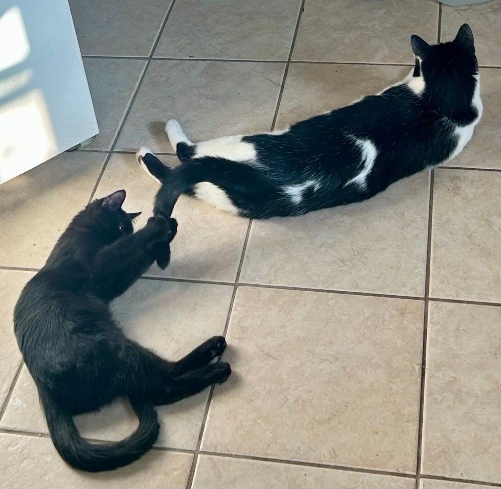 Same cats, same location, but this time the little cat has trapped the big one’s tail between his front paws.