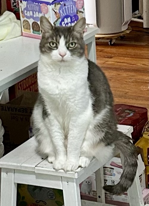 A pretty grey tabby with a white chest and legs sits atop a wooden step stool in a kitchen positioned just so.