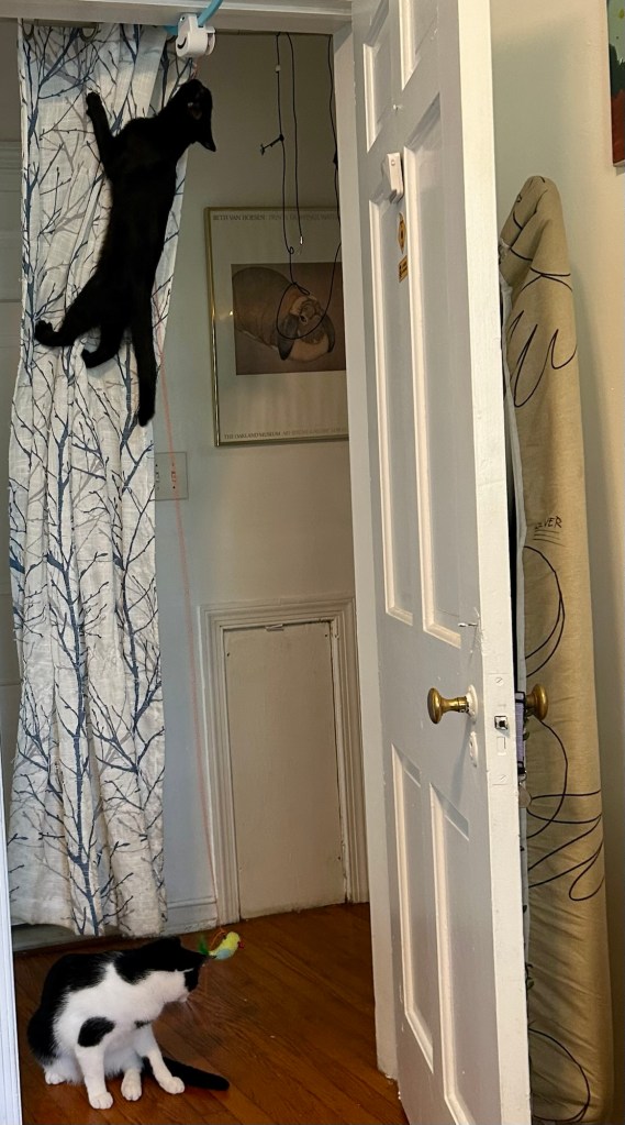 A black and white cat looks at a bird toy hanging from a string in a doorway.  Meanwhile, a young black cat climbs up the curtain hanging in the door to reach the string at the very top.