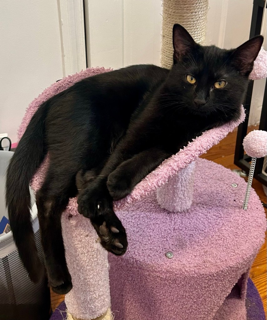 A young black cat lounges on a cat tree with his many legs and tail dangling off the side.