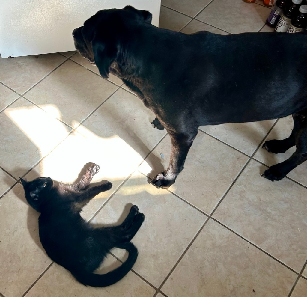A young cat sits in a sun puddle on a kitchen floor as a big black dog looks down at him.