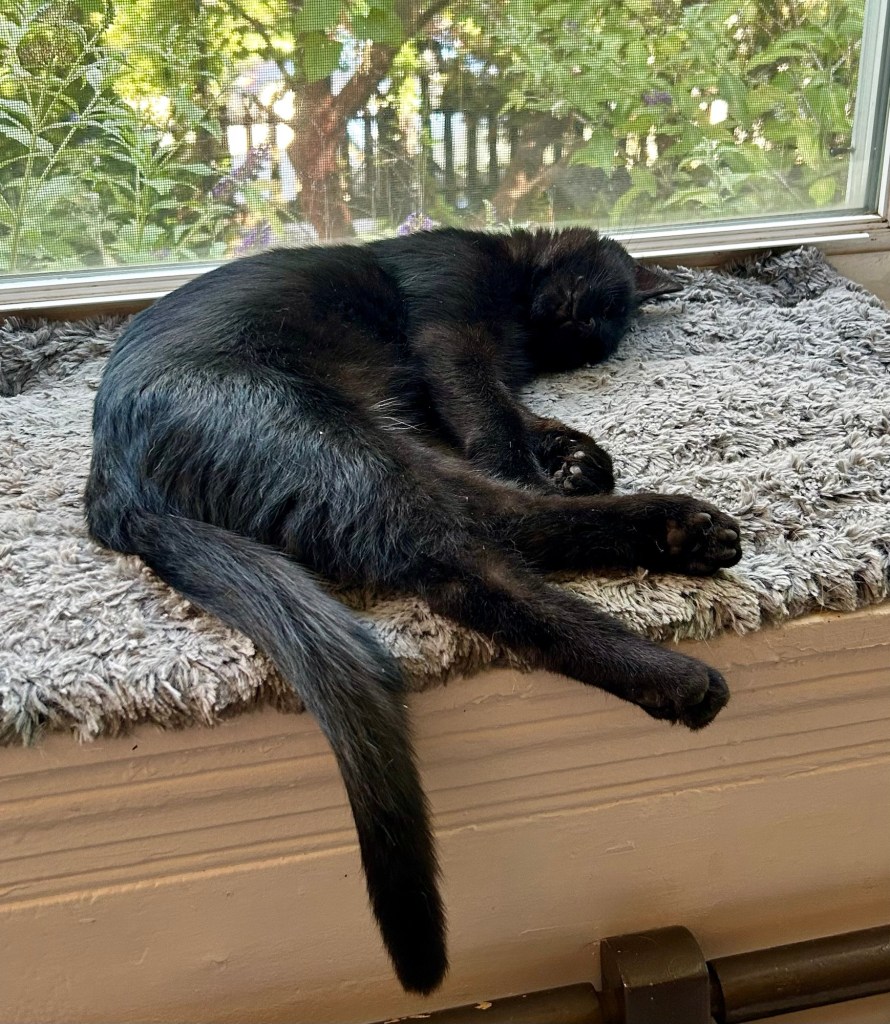 A young black cat sleeps in a bay window as if he has no bones in his body.