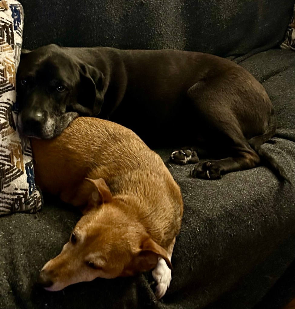 A large black dog rests her chin atop the hindquarters of a small yellow dog on a couch.