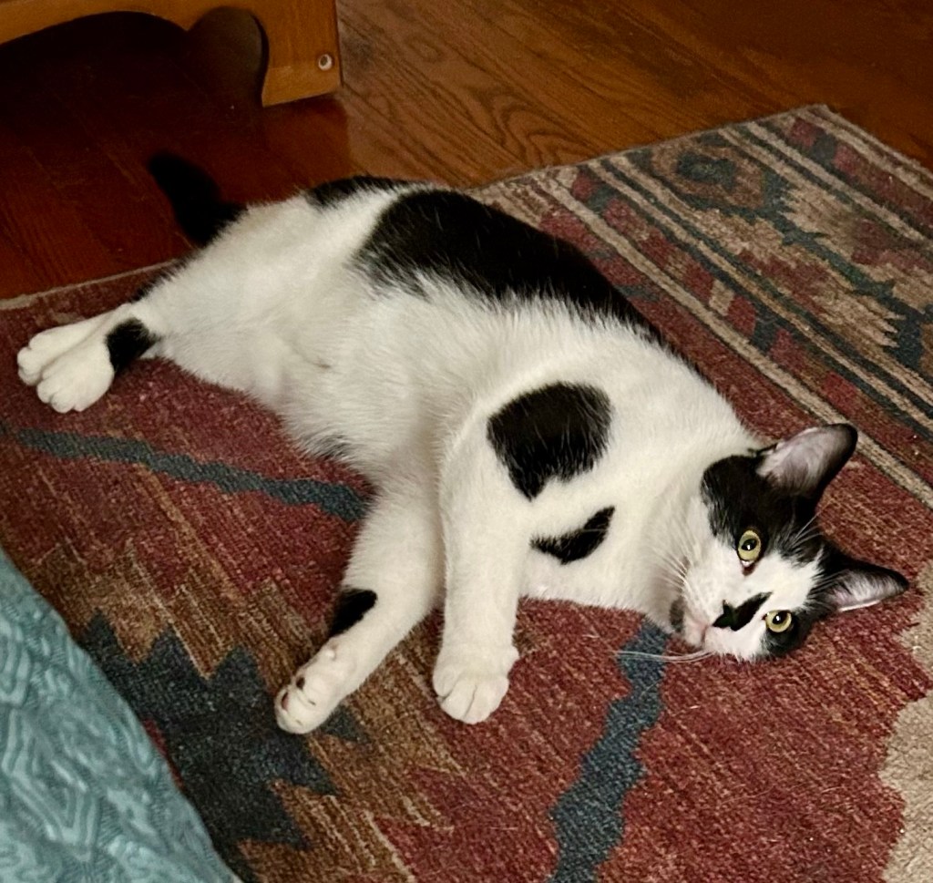 A tuxedo cat lounges on a carpet but looks at the camera with alarm in his yellow eyes.
