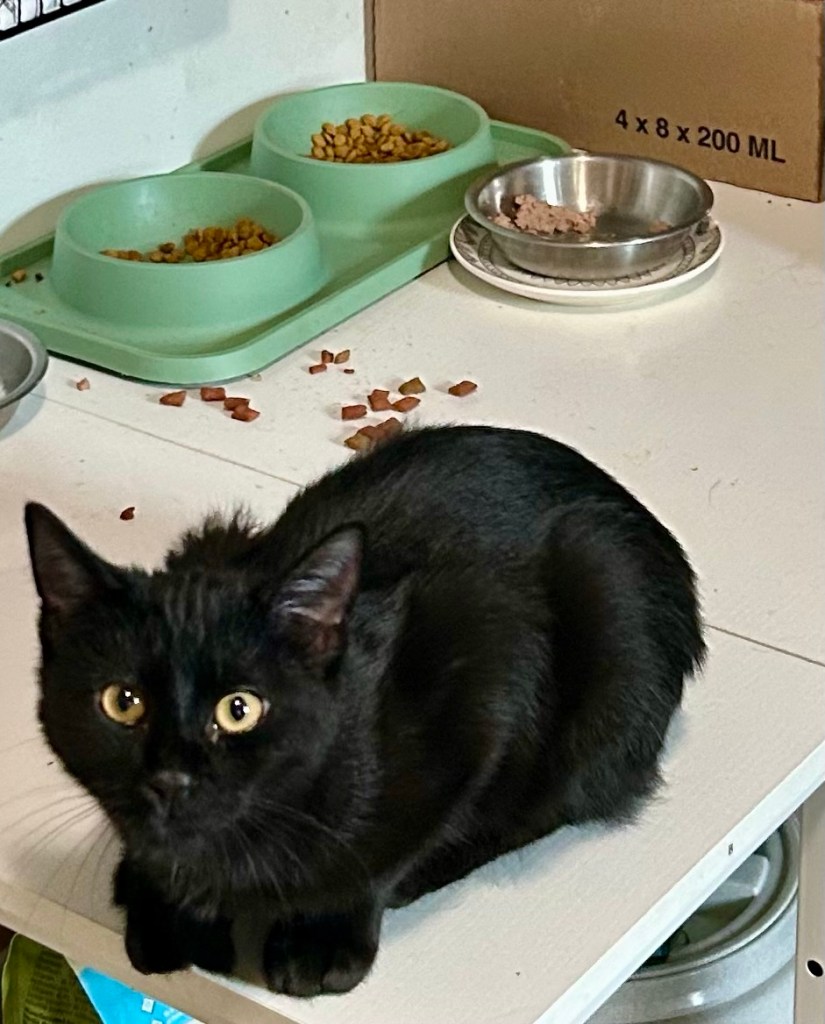 A little black cat crouches on a kitchen work table and looks at his humans meaningfully with big, yellow eyes.  Behind him are an assortment of cat foods, but these are not what he wants.