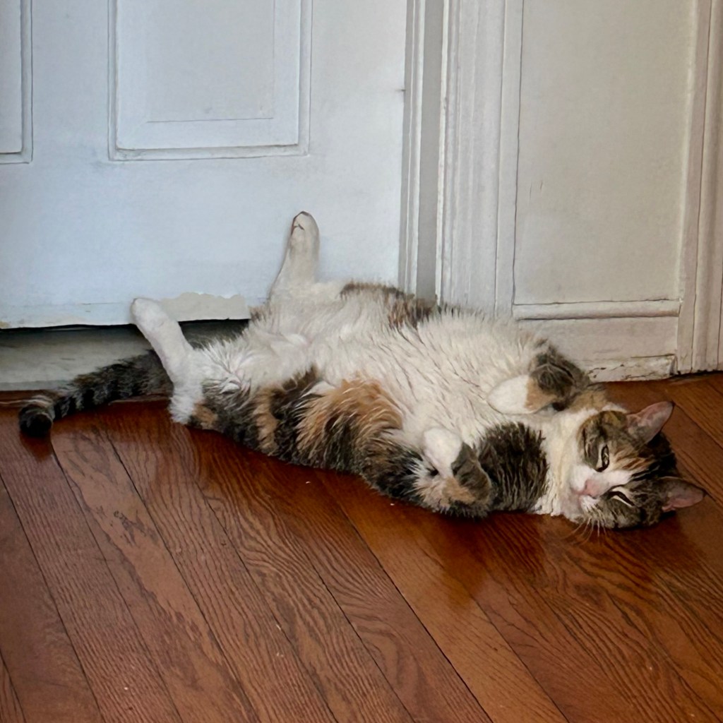 A gorgeous, stripy calico cat flops on the wood floor, exposing her snowy belly.