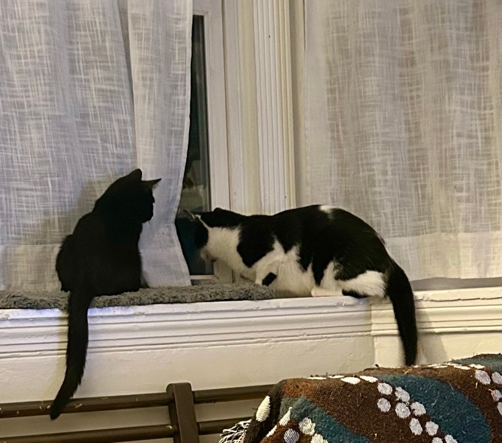 A young black cat sits next to a much larger tuxedo cat in a bay window.  The little cat is watching the big cat as the big cat watches something outside the window.