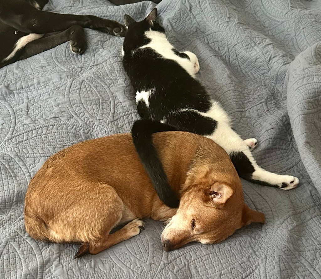 A little yellow dog sleeps next to a tuxedo cat on a bed.  The cat drapes his tail over the dog’s flank.