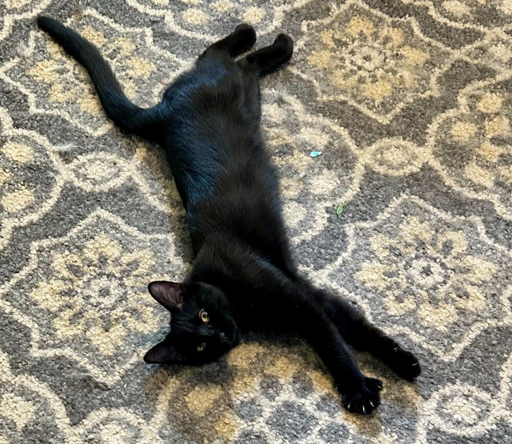 A young black cat stretches out on a carpet with his front claws out.