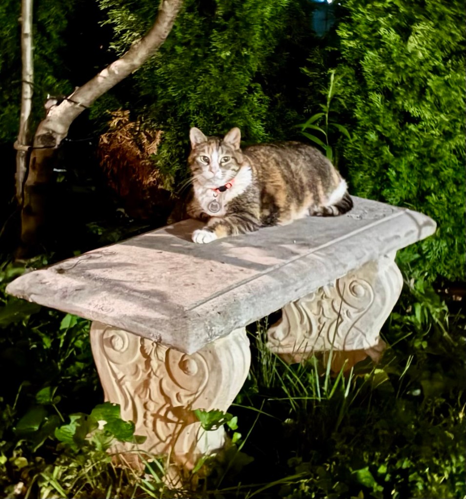A beautiful calico lounges atop a concrete bench in a garden.