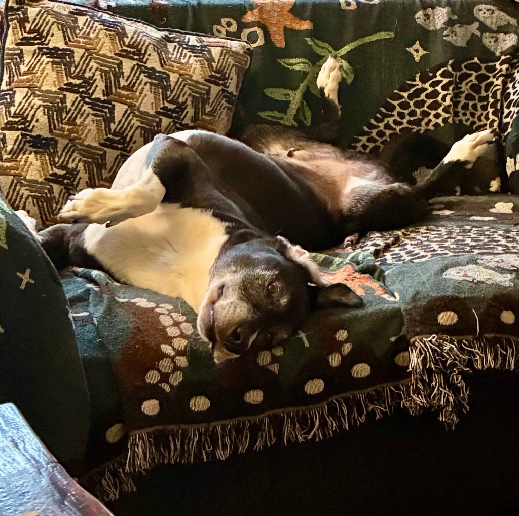 A magnificent black and white hound lounges on a loveseat exposing his tummy for rubs.