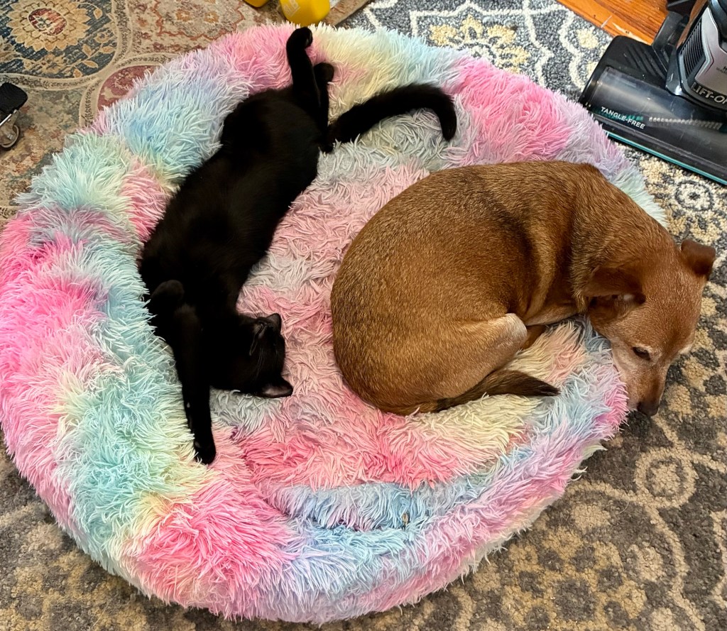 A young black cat stretches full out in a rainbow dog bed next to a small yellow dog.