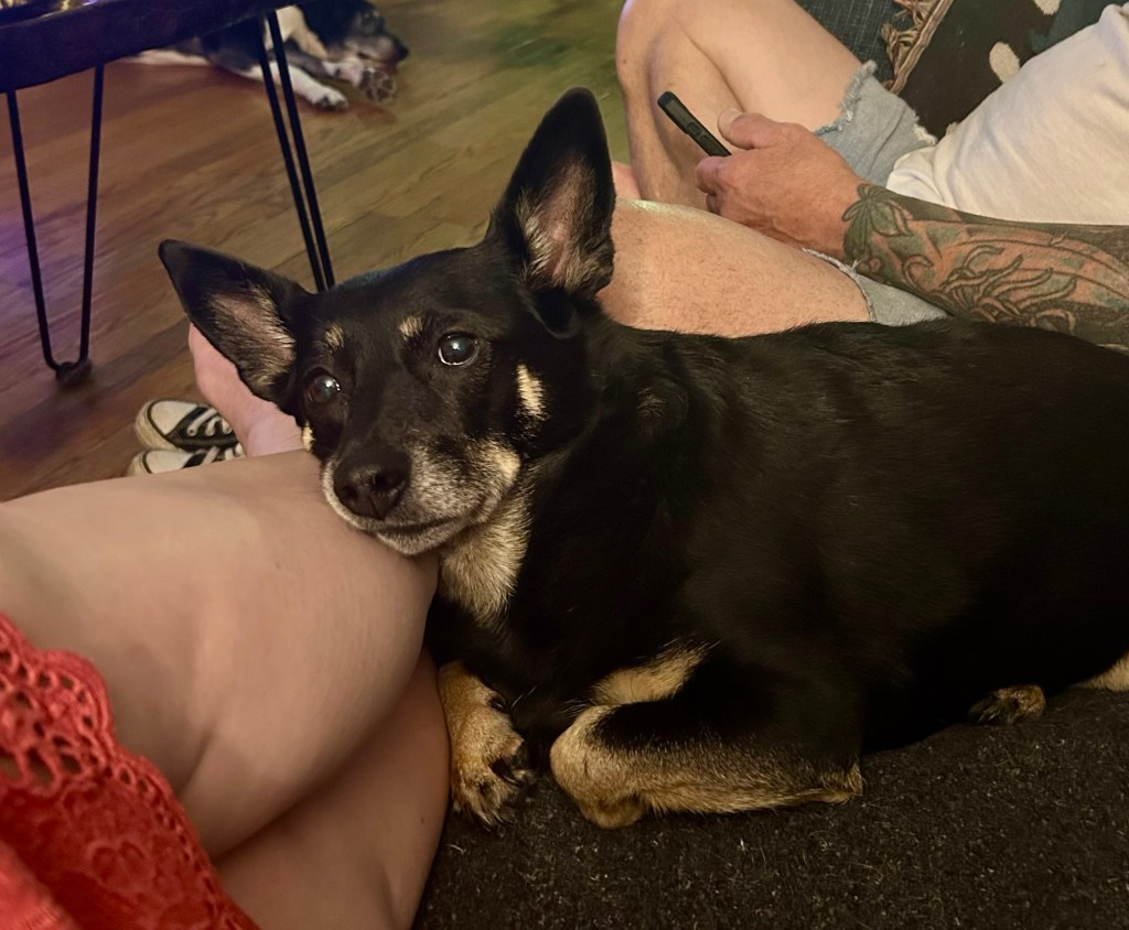 A little black dog with caramel markings rests her cheek against a woman’s leg on a sofa.