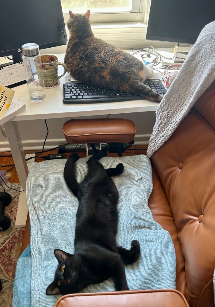 A young black cat lounges fully spread out on an office chair, while a pretty calico lounges atop the laptop and keyboard on the desk.  No work is getting done here.