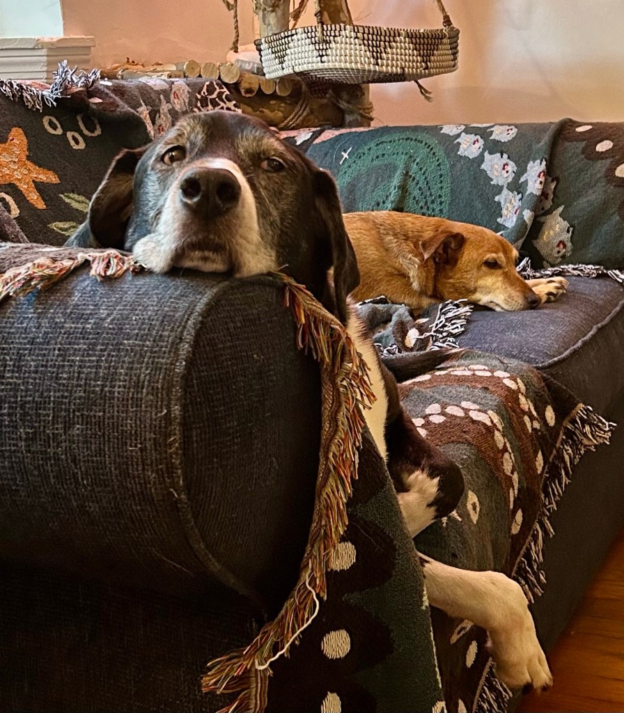 A magnificent black and white hound lounges on a loveseat and looks plaintively at his humans.
