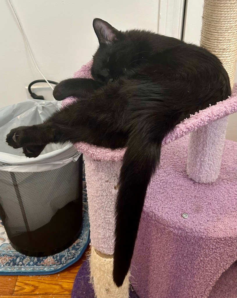 A young black cat naps on his violet-colored cat tree with his back paws crossed.