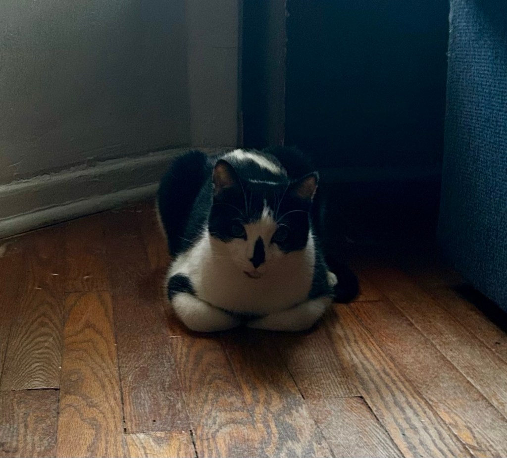 A handsome tuxedo cat sits in loaf position on a wood floor.