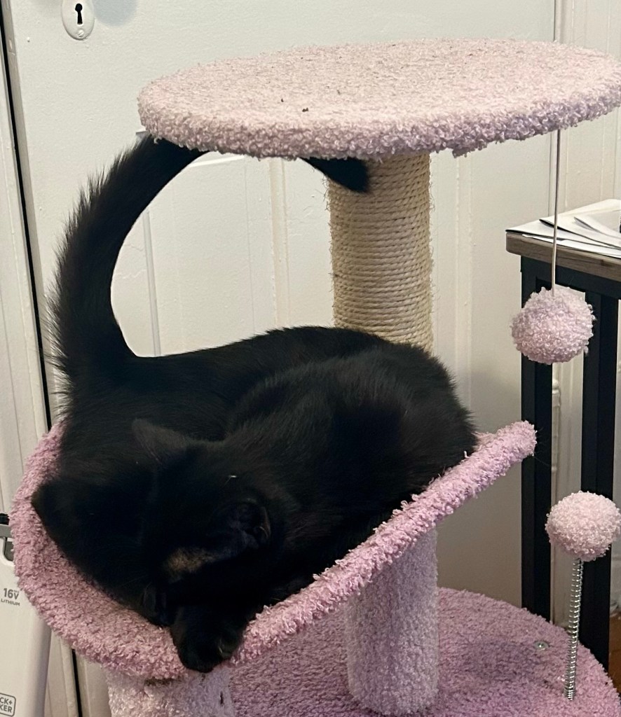 A little black cat sleeps on a small cat tree with his tail held upright.