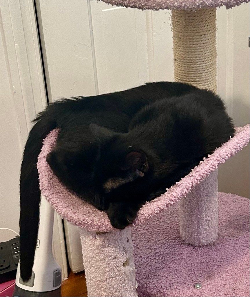 Same cute cat, but now his tail is tired so he’s draping it over the side.