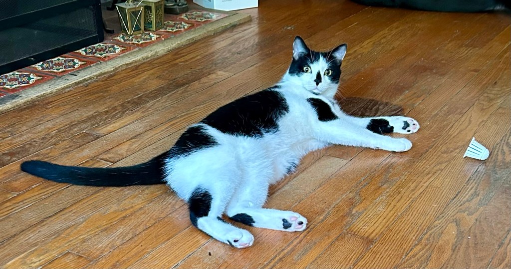A tuxedo cat lounges on a hardwood floor with a white drain protector next to him.