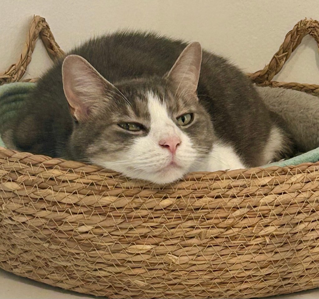 A beautiful grey tabby lounges in a cat basket and shows off her perfect eyeliner.