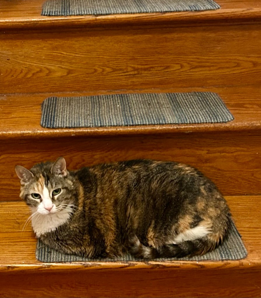 A pretty calico cat sits in loaf position on the first step of a flight of stairs.