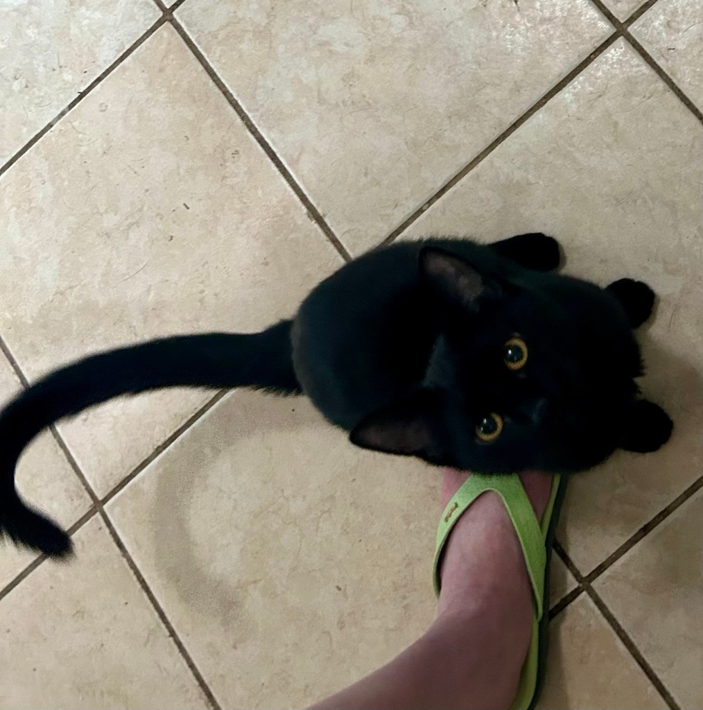 A young black cat sits on the tile floor of a kitchen and looks up at his human imploringly.
