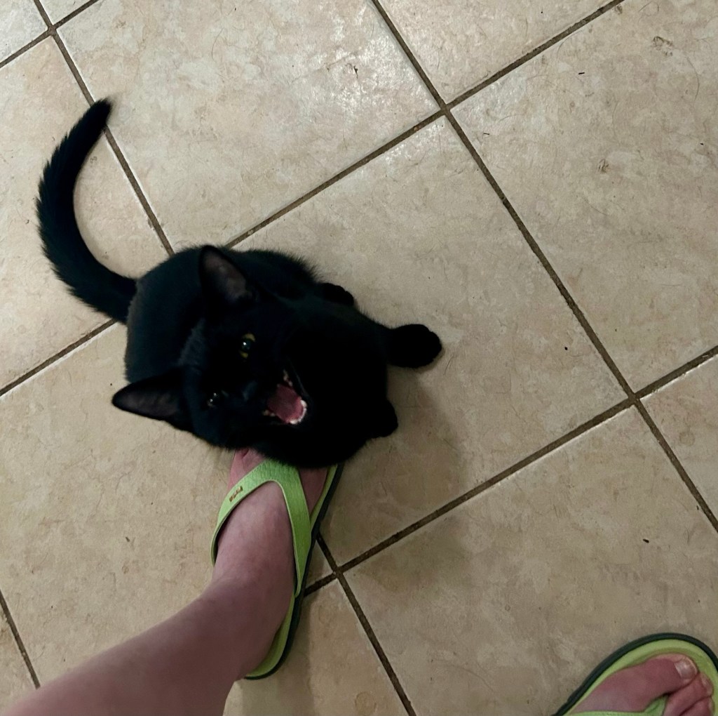 Same cat, same position, but now he has opened his mouth to let loose a mighty meow.