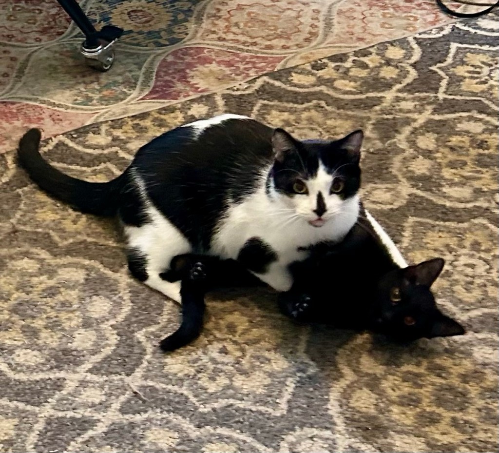 A big black and white cat wrestles with a smaller black cat on a carpet.