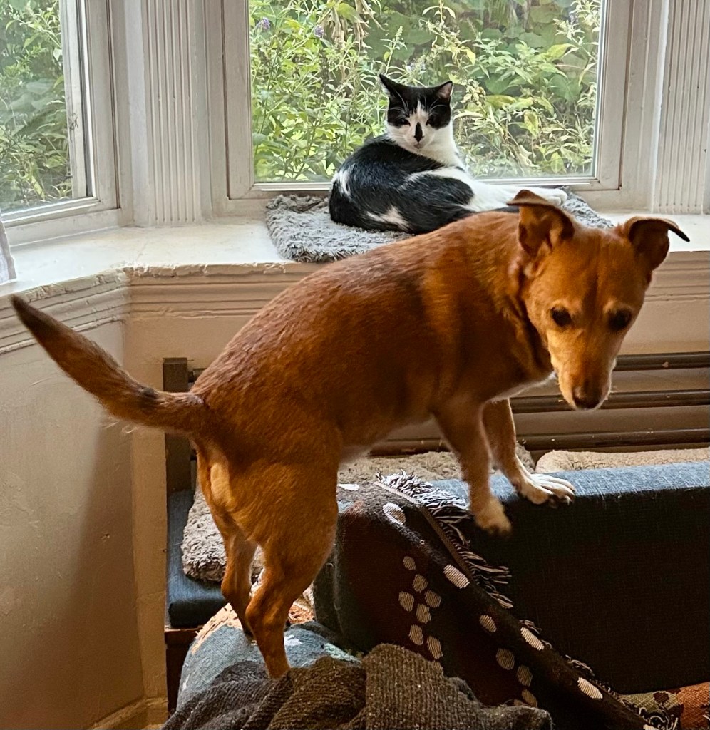 A tuxedo cat sits in a bay window and a little yellow dog balances on the back of the couch in front of him.