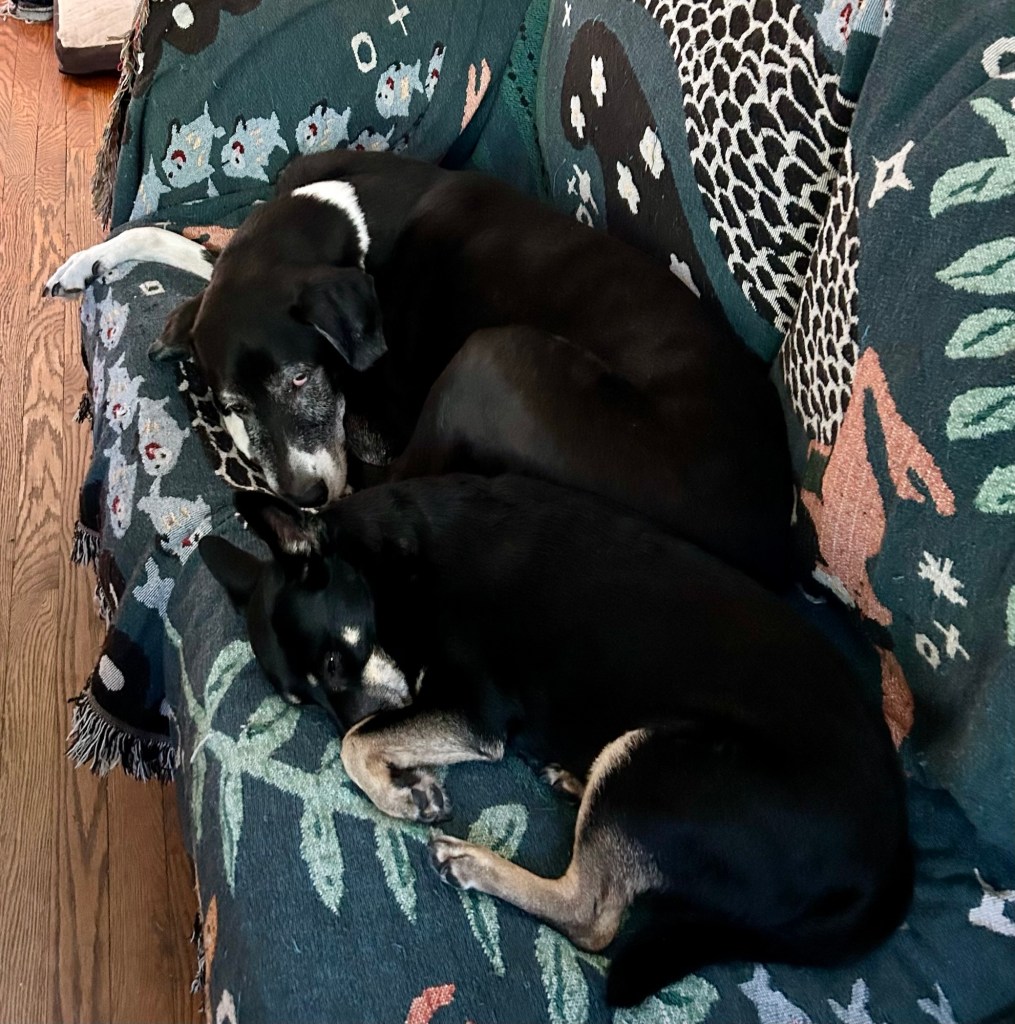 A big black dog and a little black dog sleep curled together on a couch.