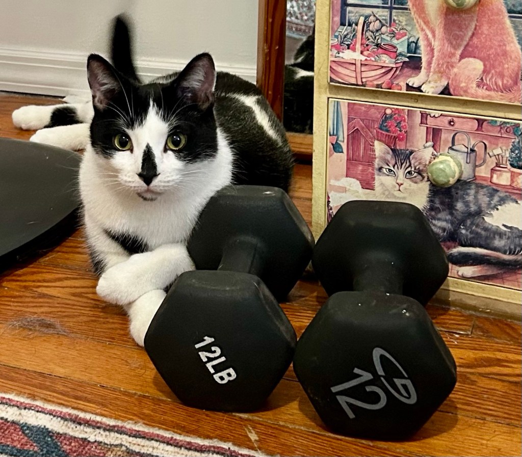 A tuxedo cat poses next to a pair of 12 lb hand weights.