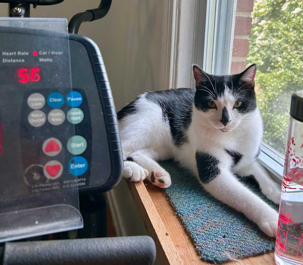 A tuxedo cat lounges on a window shelf and watches his human peddle on a stationary bicycle.