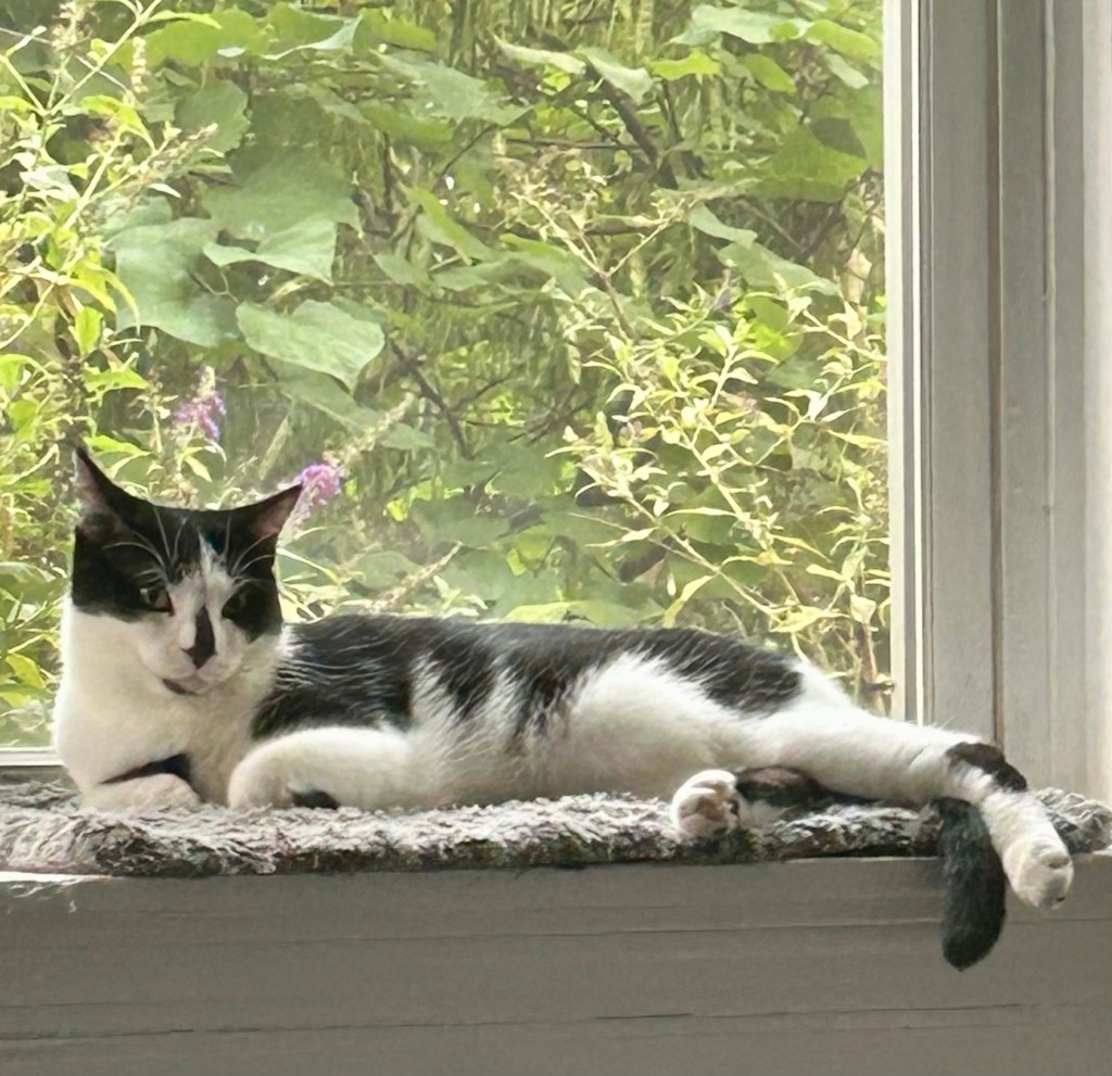 An extremely handsome tuxedo cat lounges in a bay window.