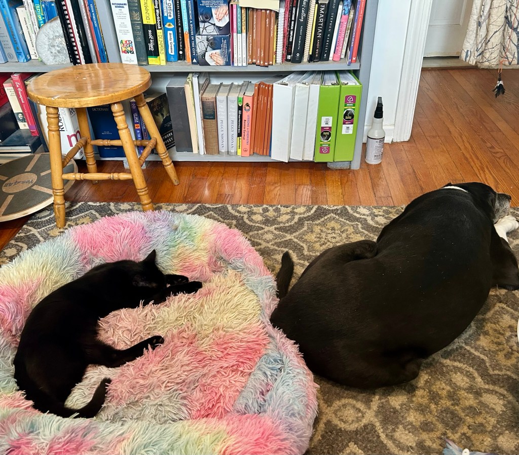 A young black cat snoozes on a rainbow colored dog bed while a large black and white hound occupies the floor next to him.