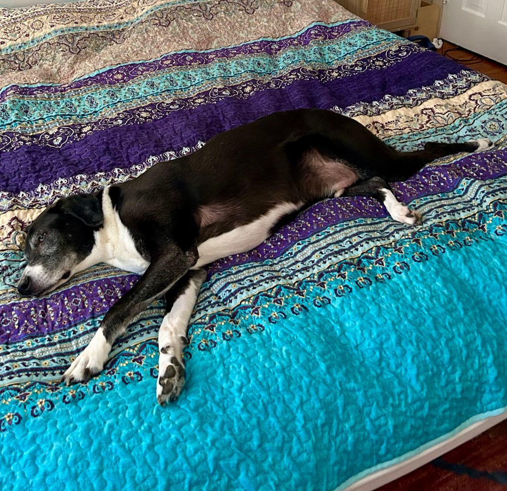 A handsome black and white hound sleeps on a king sized bed.