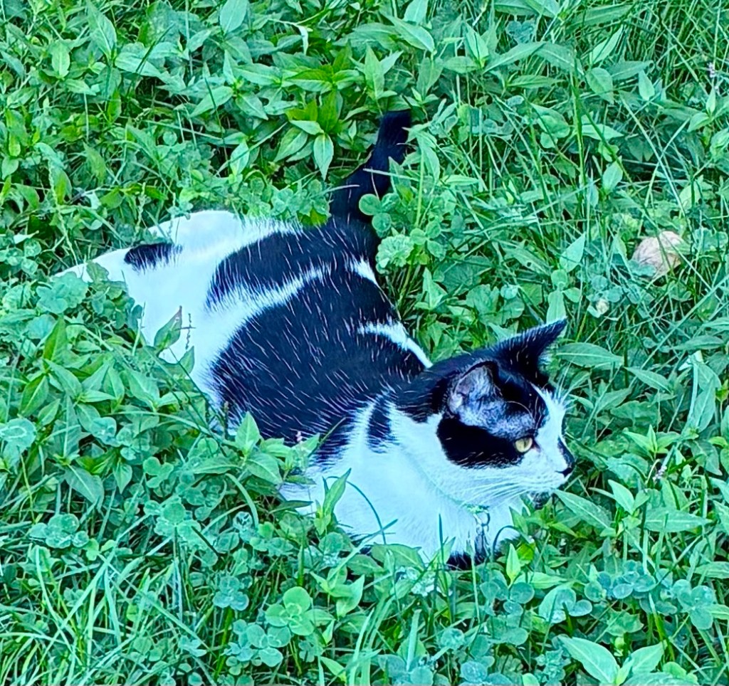 A very handsome tuxedo cat lounges on a bed of clover.