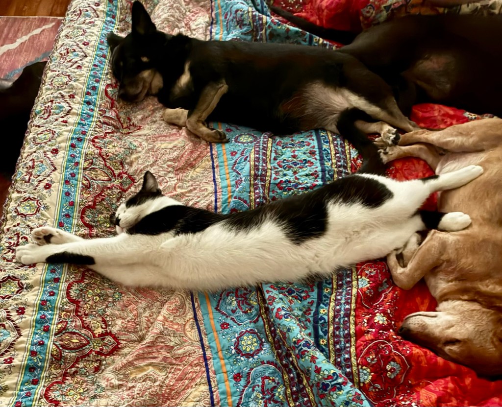 A handsome tuxedo cat stretches out full length surrounded by dogs.