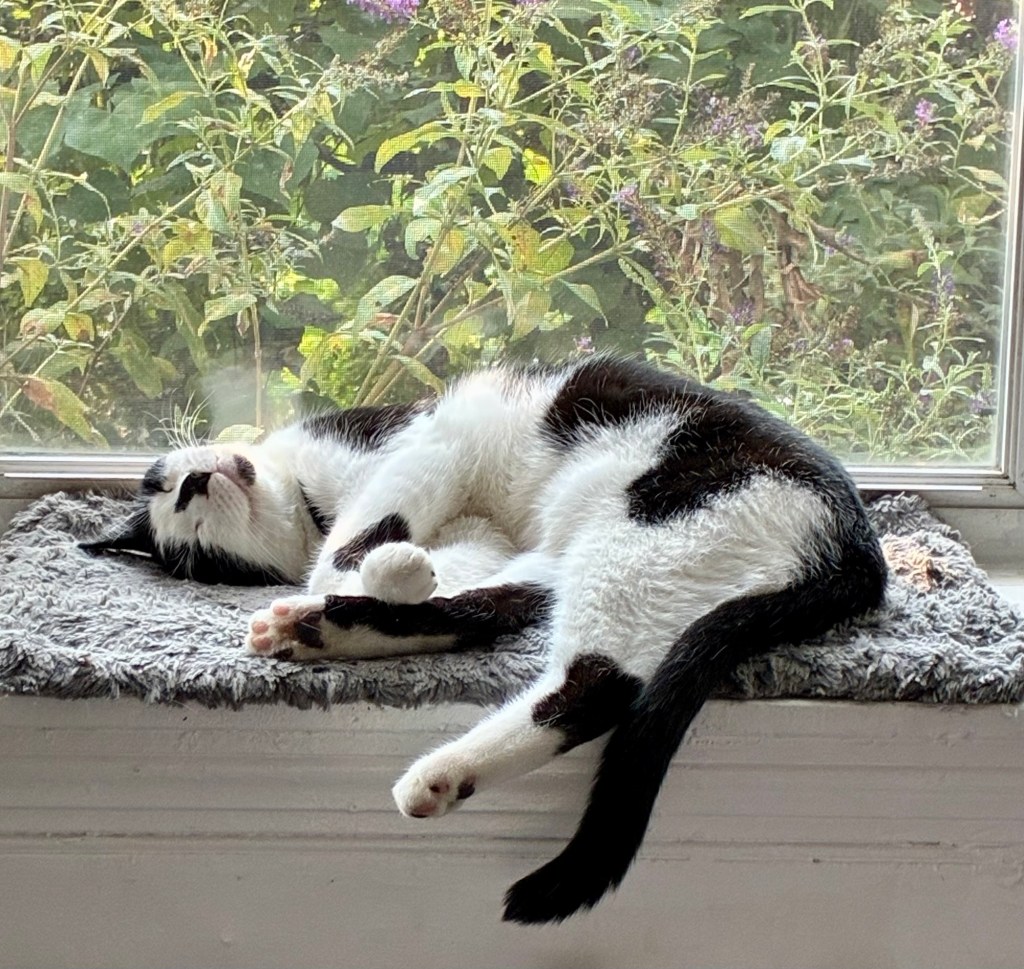 A handsome black and white cat sleeps in a bay window with his head upside down.  He appears to be smiling.