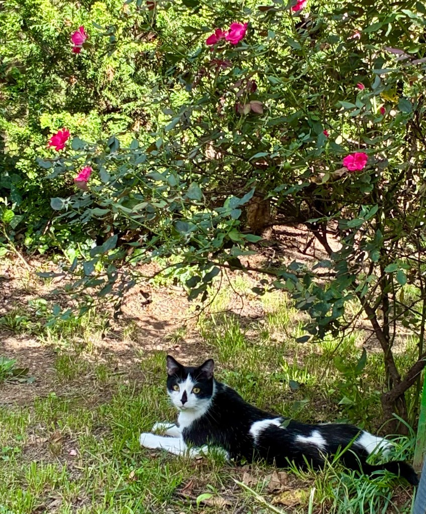 A magnificent tuxedo cat lounges under a rose bush.
