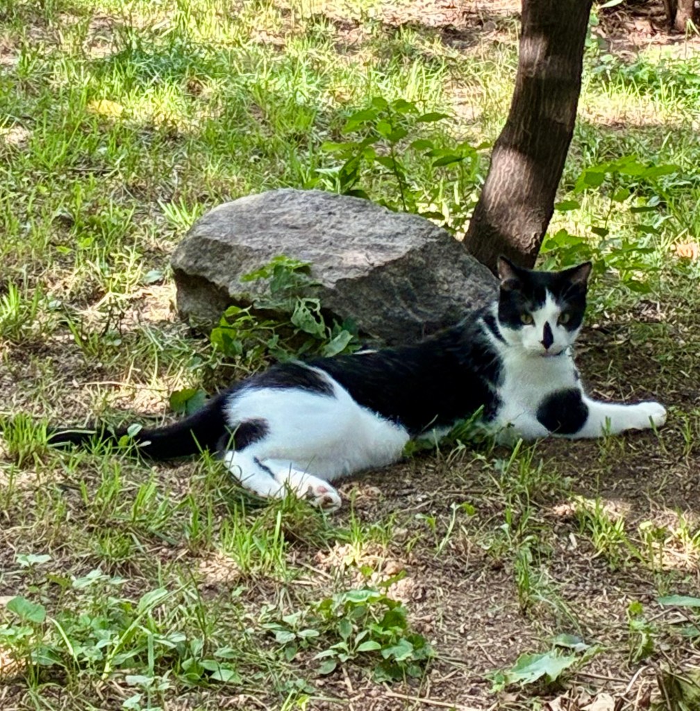 A handsome tuxedo cat lounges beneath a tree beside a rock.
