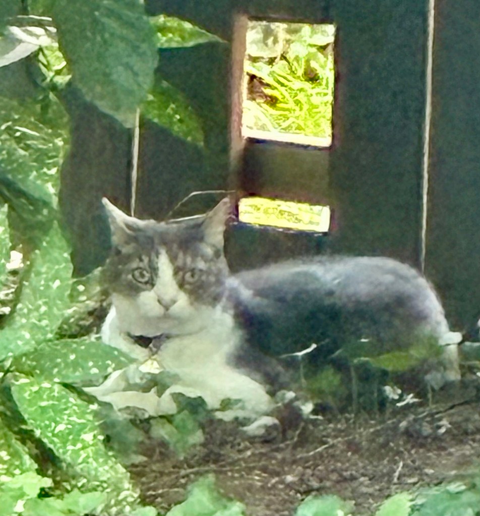 A pretty grey tabby lounges beside a wooden fence with her ears back.