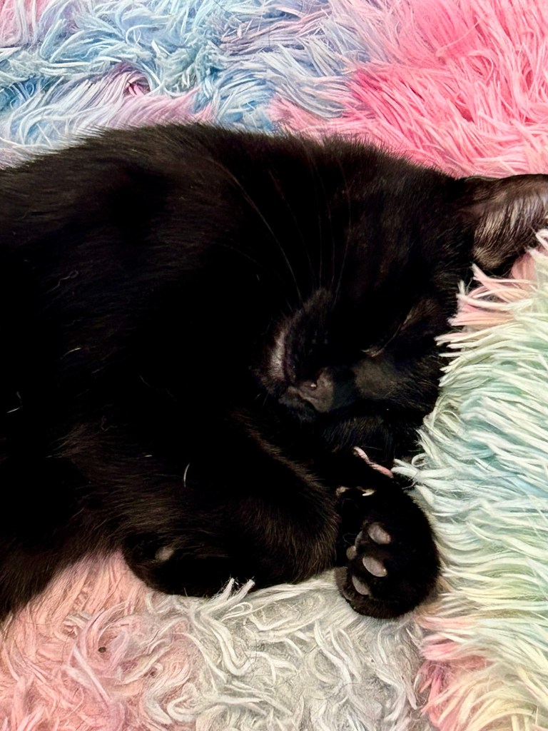 A young black cat sleeps on a rainbow colored dog bed.