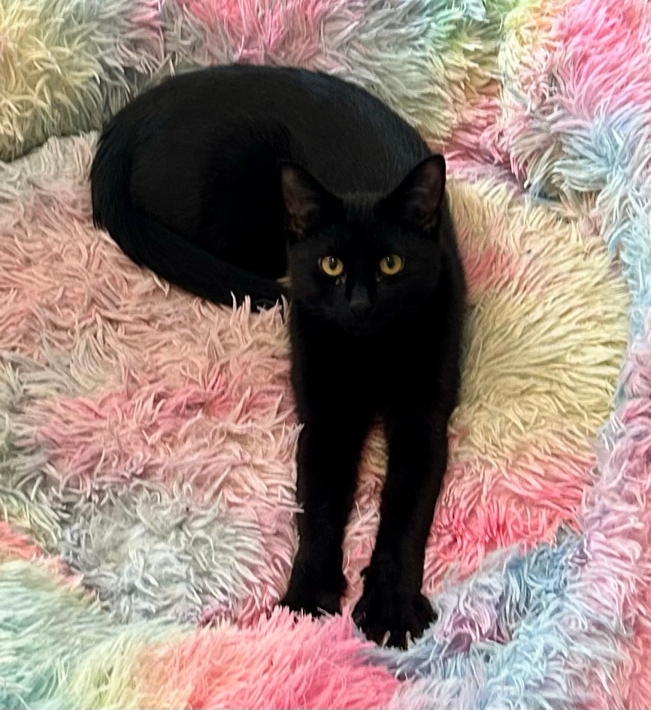 A handsome, young black cat poses with his paws fully outstretched on a rainbow colored dog bed.
