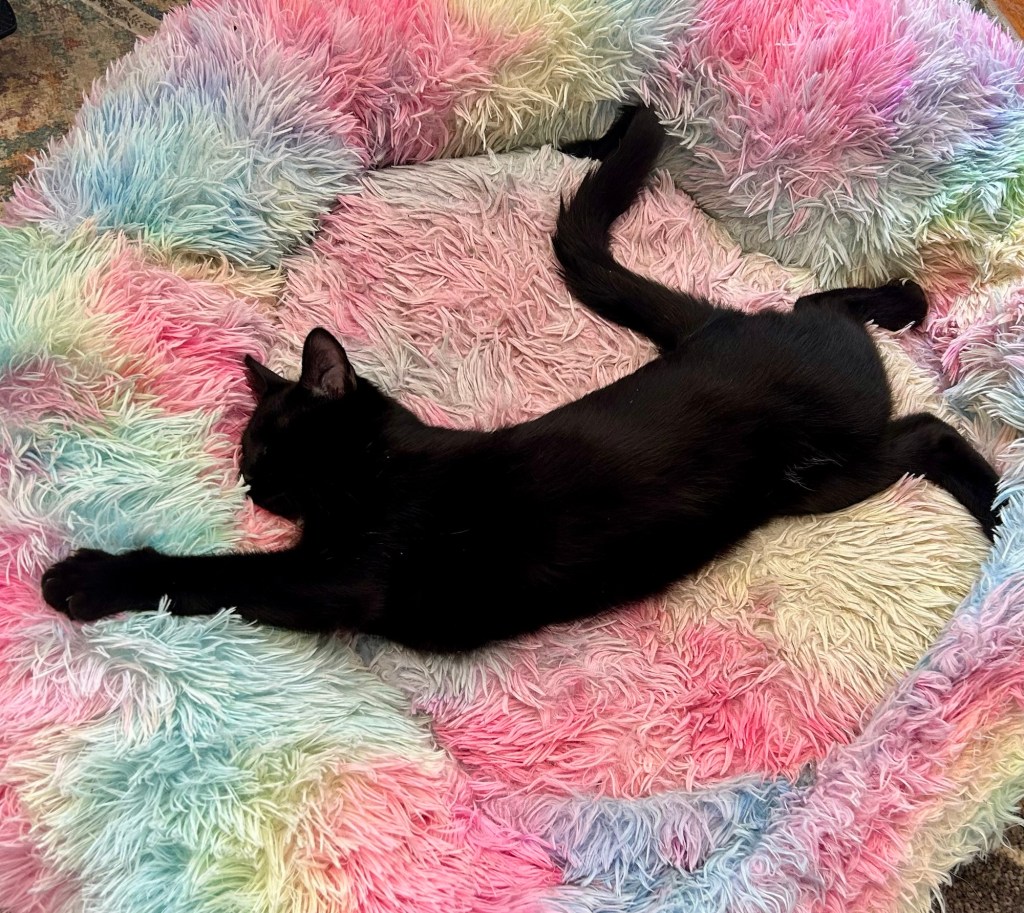 A young black cat sleeps stretched out on a rainbow colored dog bed.