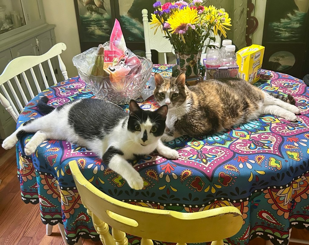 A calico and a tuxedo cat lounge together on a dining room table.