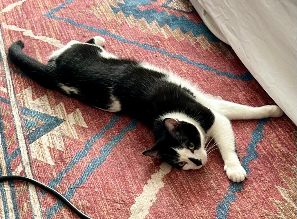 A handsome tuxedo cat stretches on a carpet.